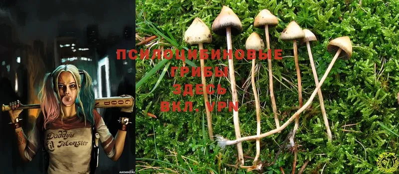 купить наркотики цена  Камышин  Псилоцибиновые грибы Psilocybe 